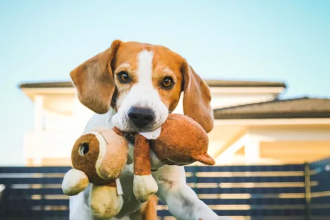 Brightwood Graphics 15